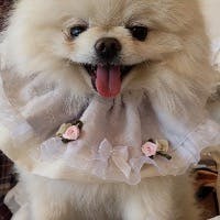 エンジェルさんのプロフィールアイコン