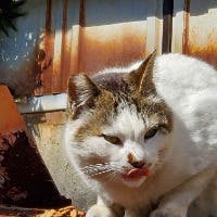 うどん侍さんのプロフィールアイコン