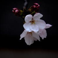 nozomiさんのプロフィールアイコン