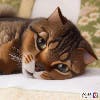 メルパチさんのプロフィールアイコン